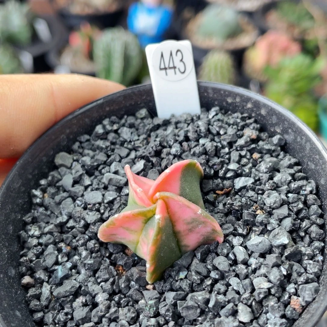 仙人球满28包邮盆口径5公分五角鸾凤玉锦2.7公分