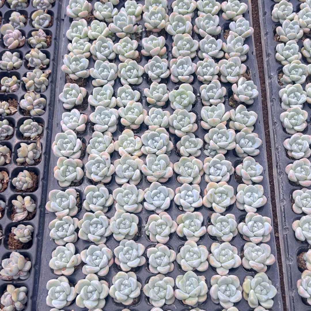 105颗大单头奶油冰玉！！！