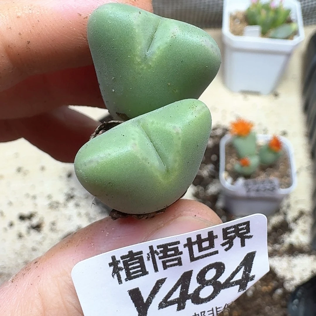 多肉植物的人生历程发
