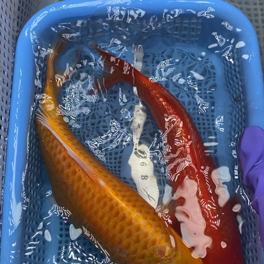 锦鲤冷水锦鲤包邮