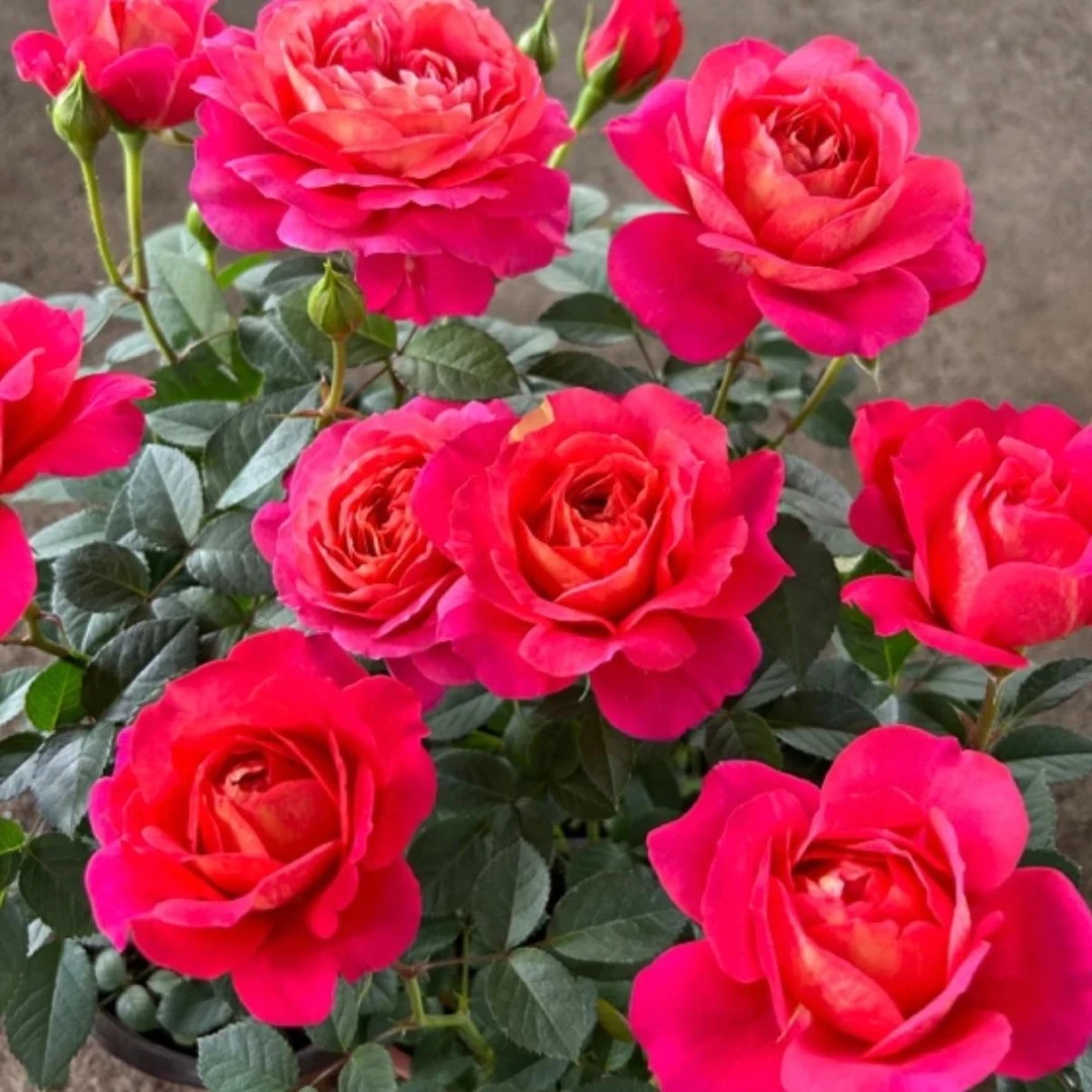 【果汁美人】月季花盆栽四季开花新手好养阳台庭院地栽