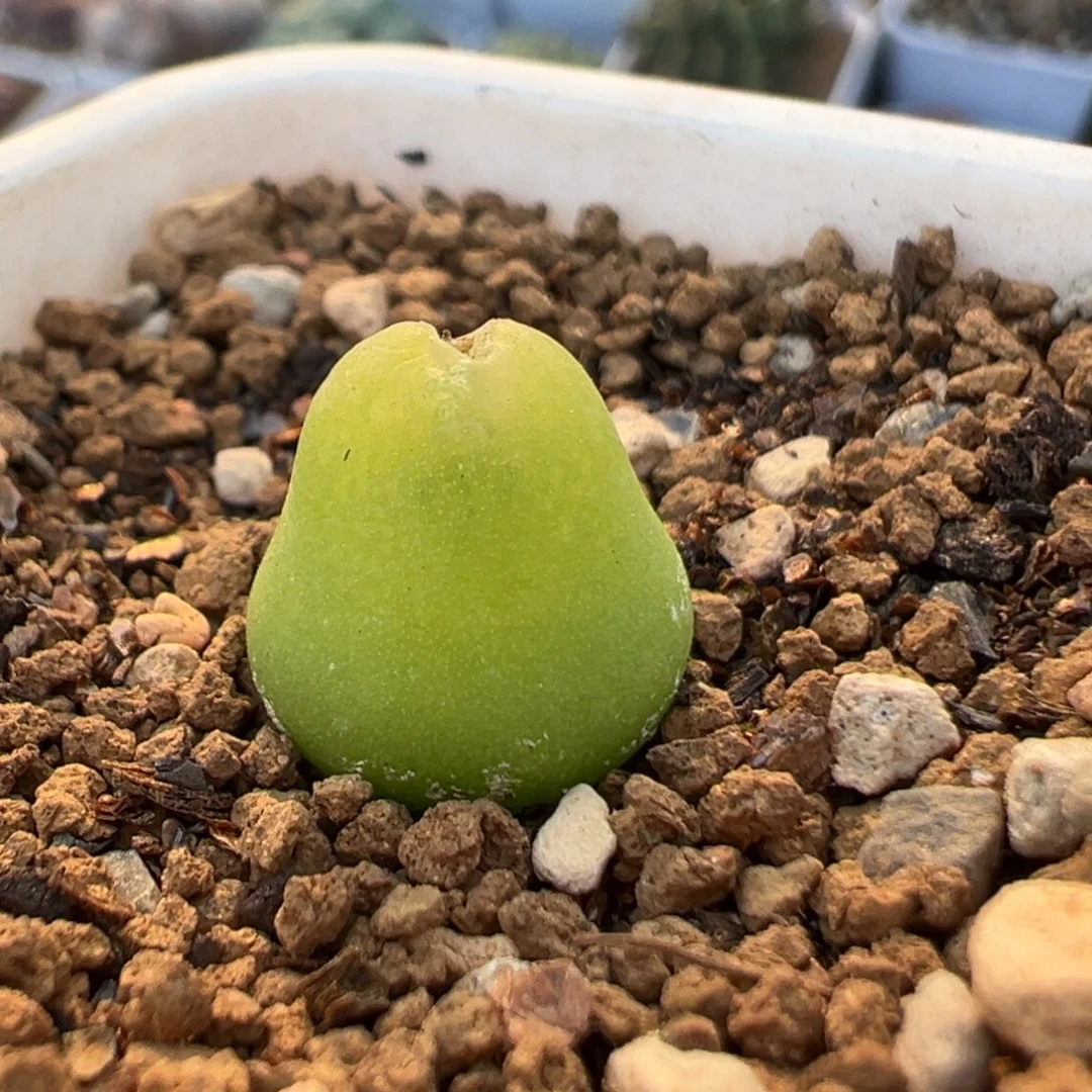 299多肉植物百科大葫芦