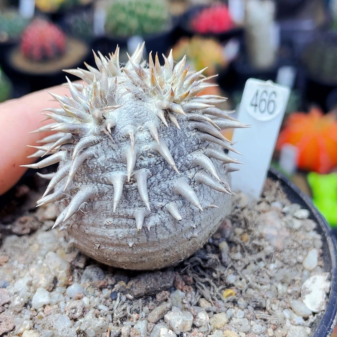 ⁄****⁄非偏远地区满25包邮仙人球