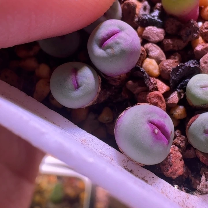19号三头小型嘴一物一拍