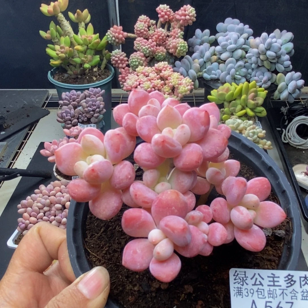 567樱花洛神多肉8c m