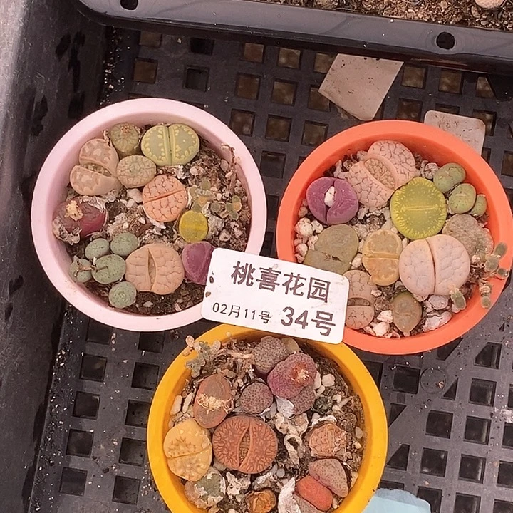 桃喜花园0211-343盆