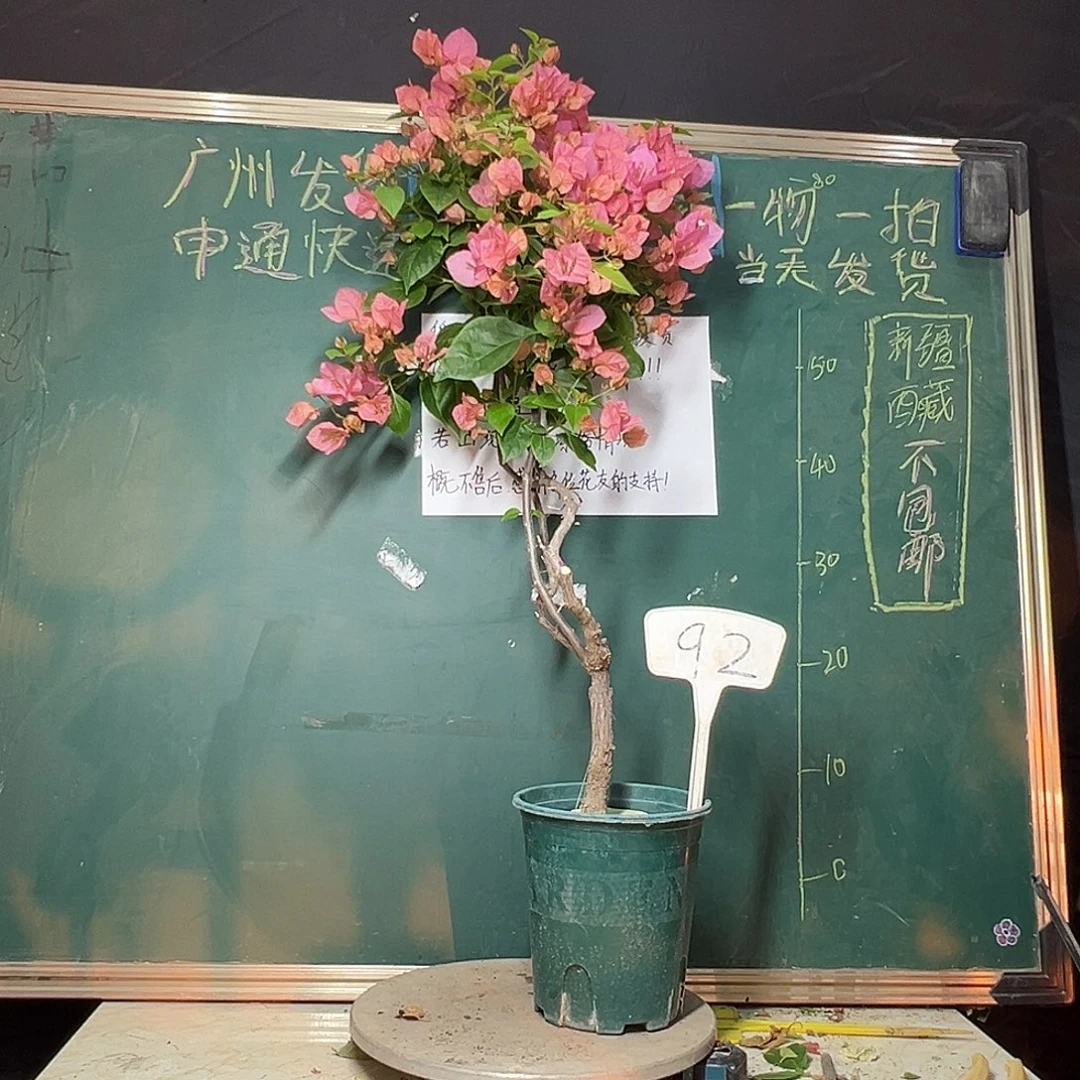 完全开放高78CM 橙粉公主 原生小树头92