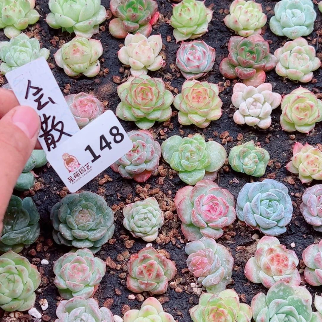 梧***叶多肉植物多肉植物