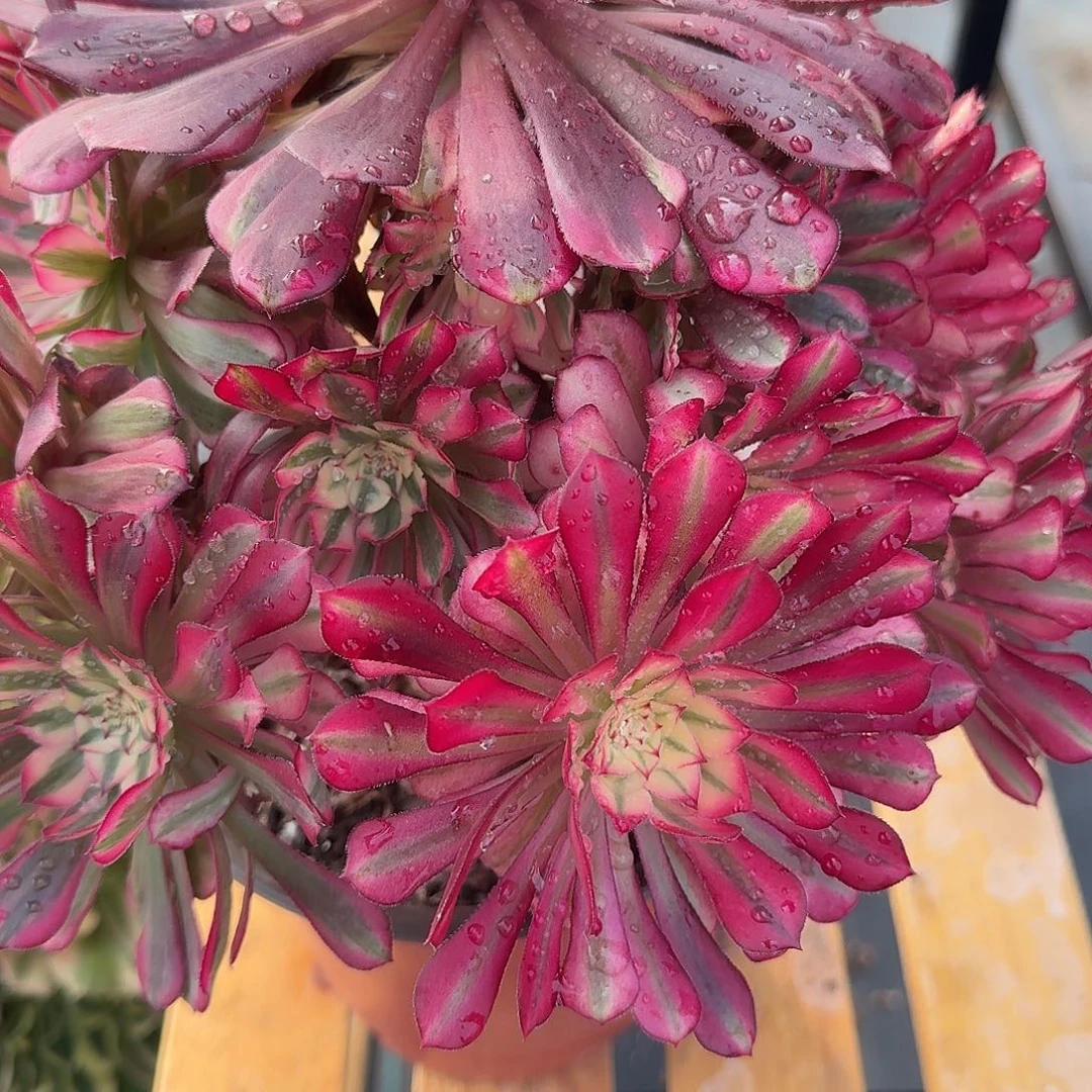 红铜0000000000000432