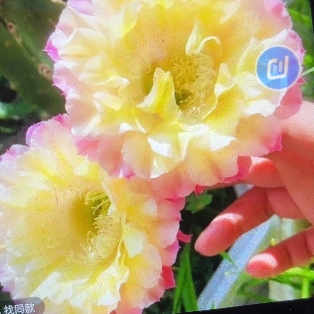 马丙彩侧牙20包邮仙人球9