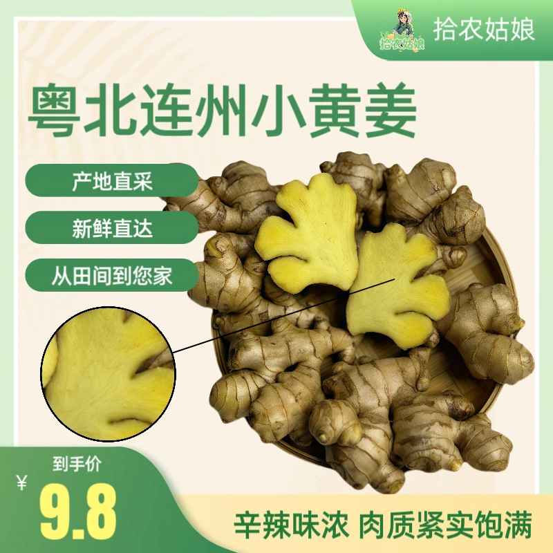 粤北连州小黄姜山区现挖生姜香味浓郁辛辣够味农家新鲜土姜