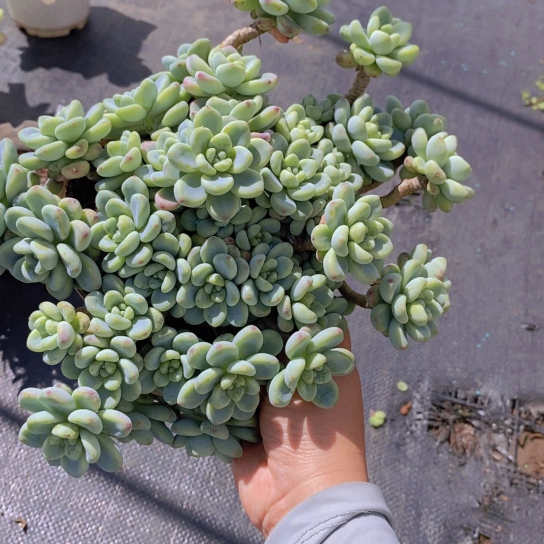 727劳尔整桩一物一拍