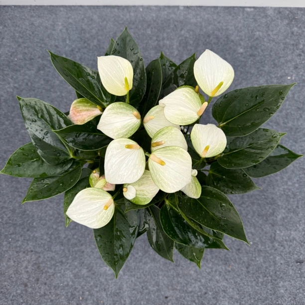 白宝贝  白色小型彩掌  红掌花卉