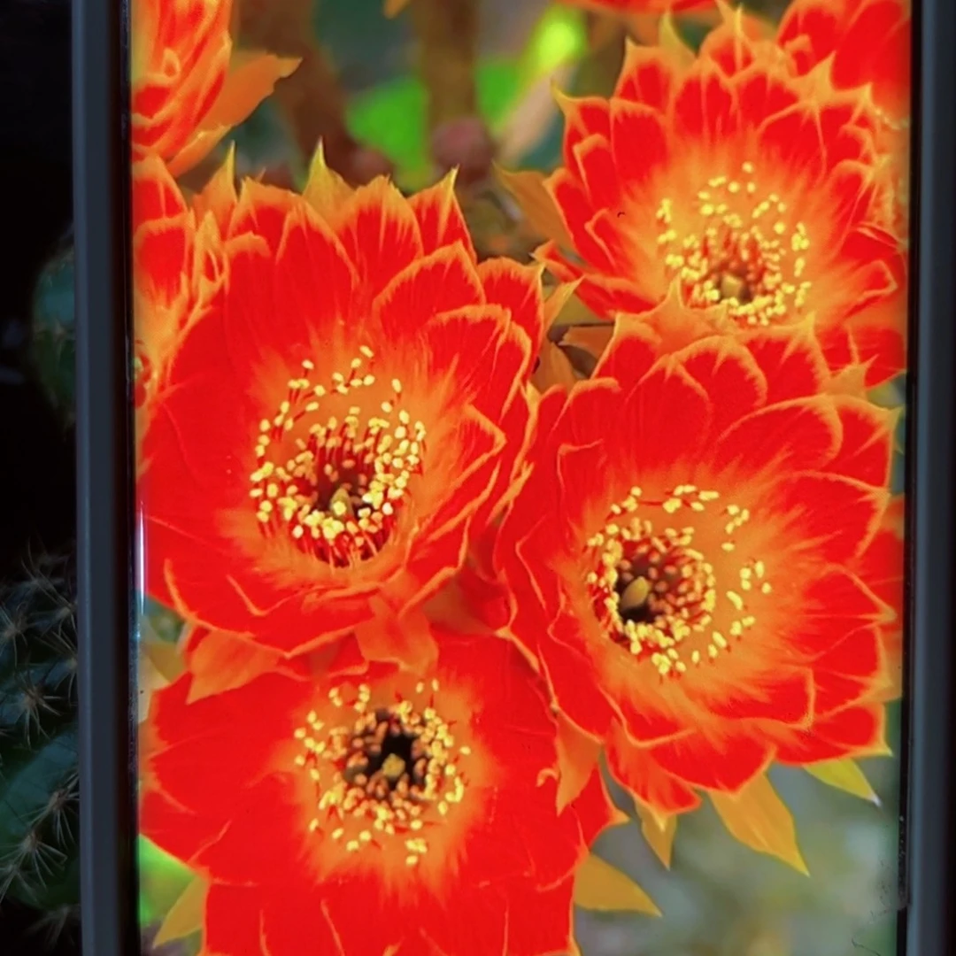 下106丽花黄金火焰歪侧芽3公分左右20包邮