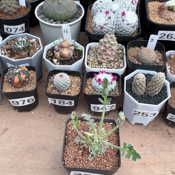 空*267红花洋葵块根