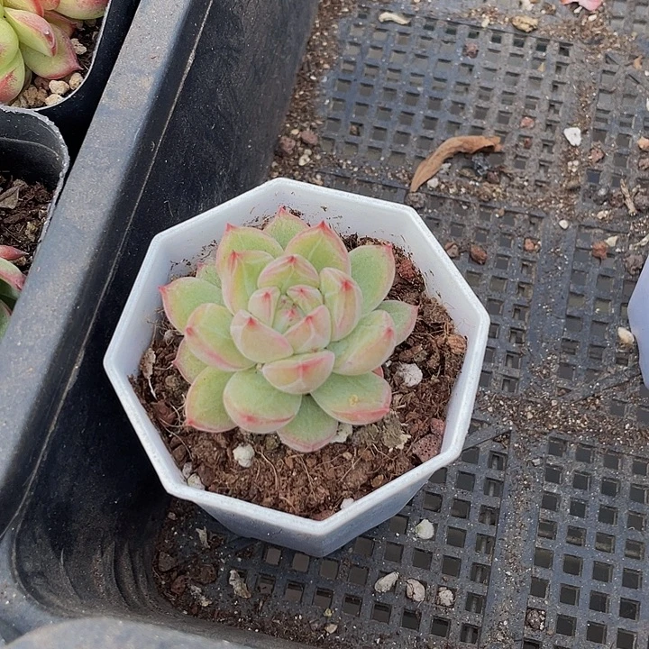 雪花珍妮带盆土发