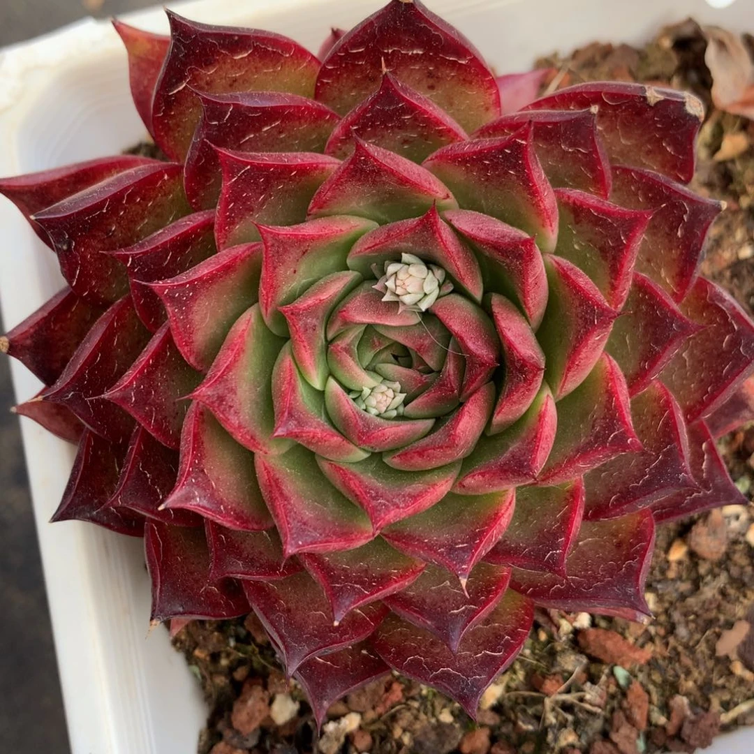 6548杂交多肉植物