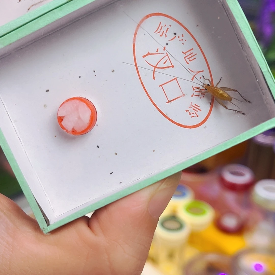 黑眼大黄中长须2条