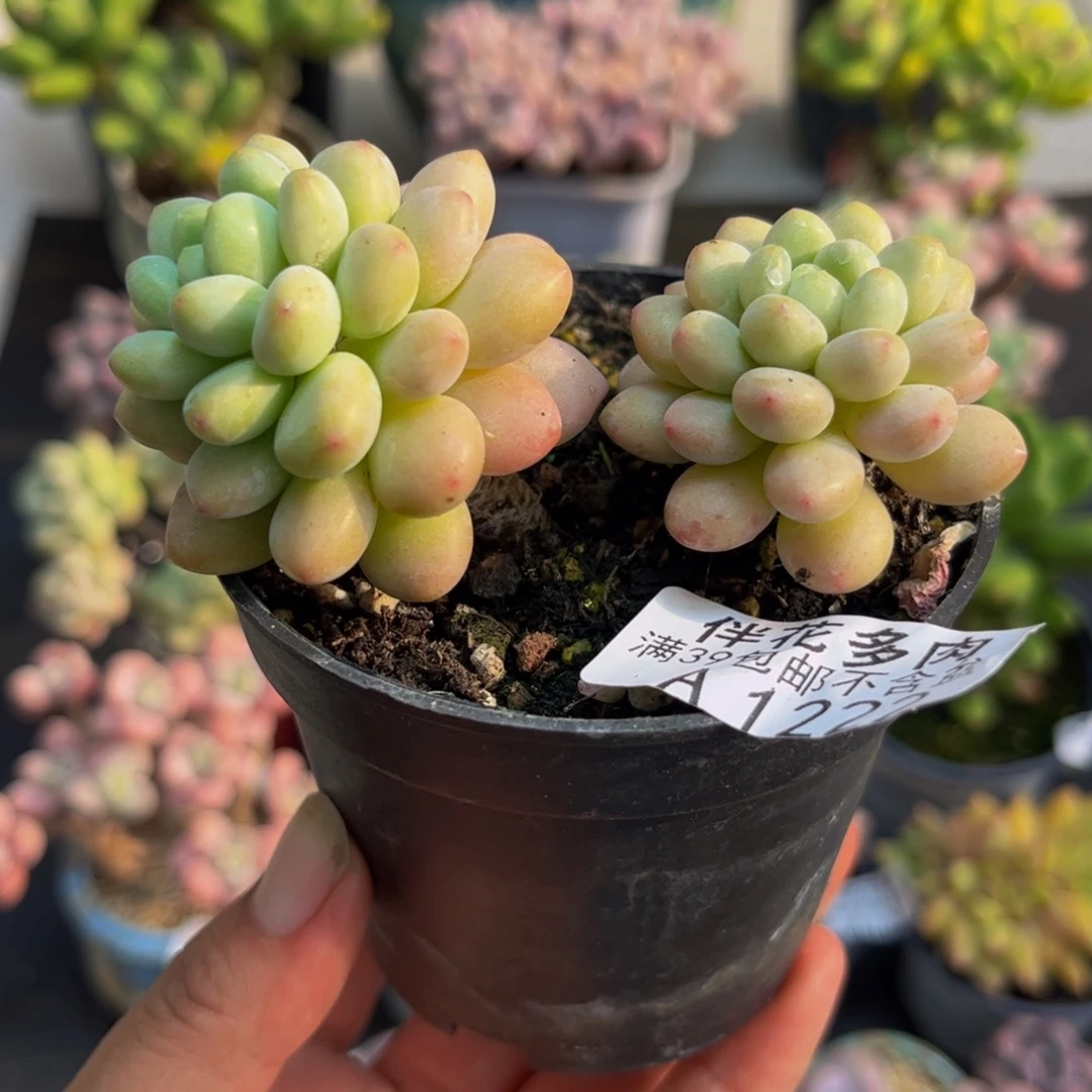 1222鱼子酱5cm多肉