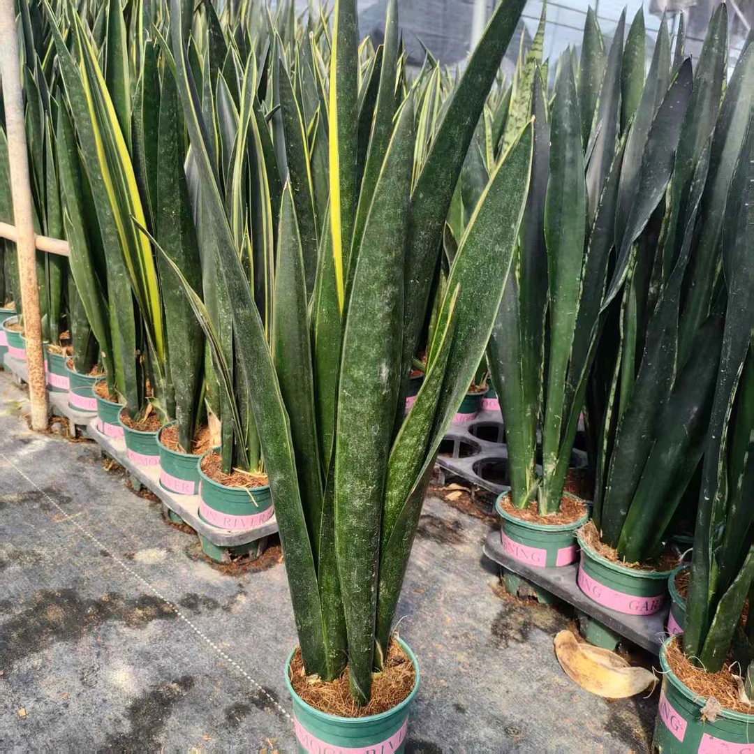 【直播浮利】黑金虎皮兰整盆4棵50-60cm