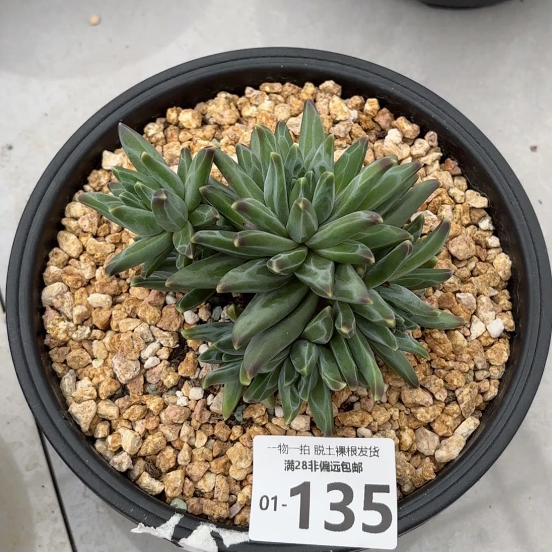 梵高老桩多肉多肉