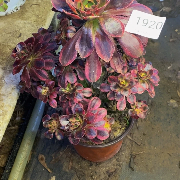 香奈儿多肉断头不包1920