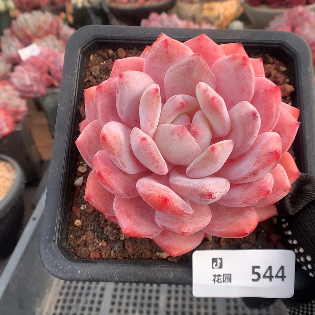 544星橙多肉植物6666