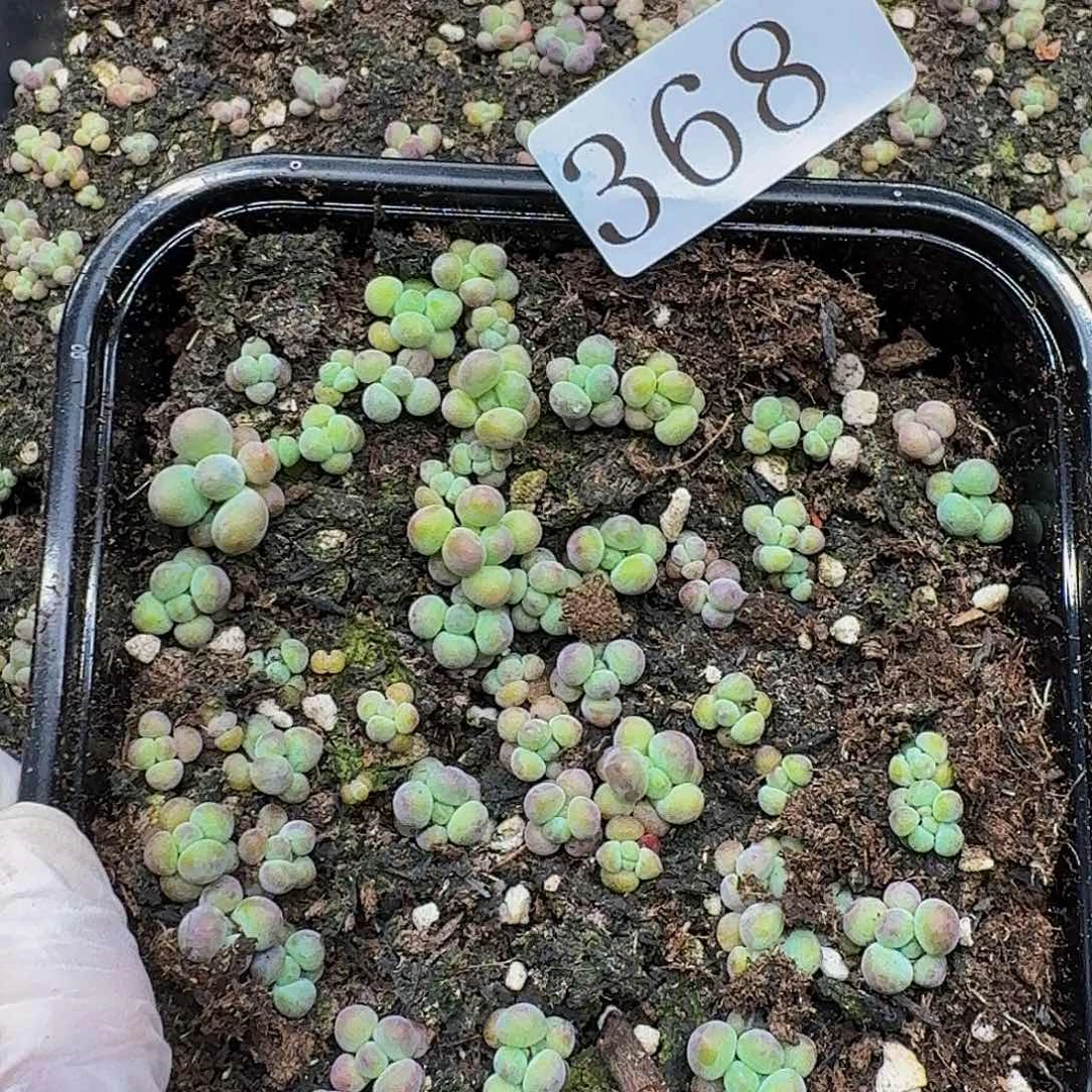 多肉植物多肉植物368