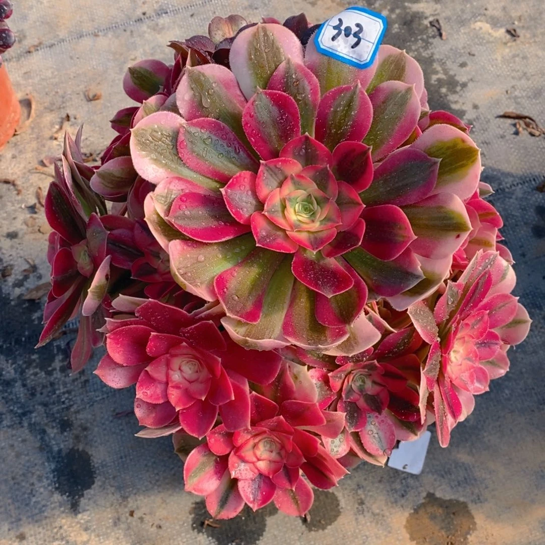 303粉女巫多肉法师