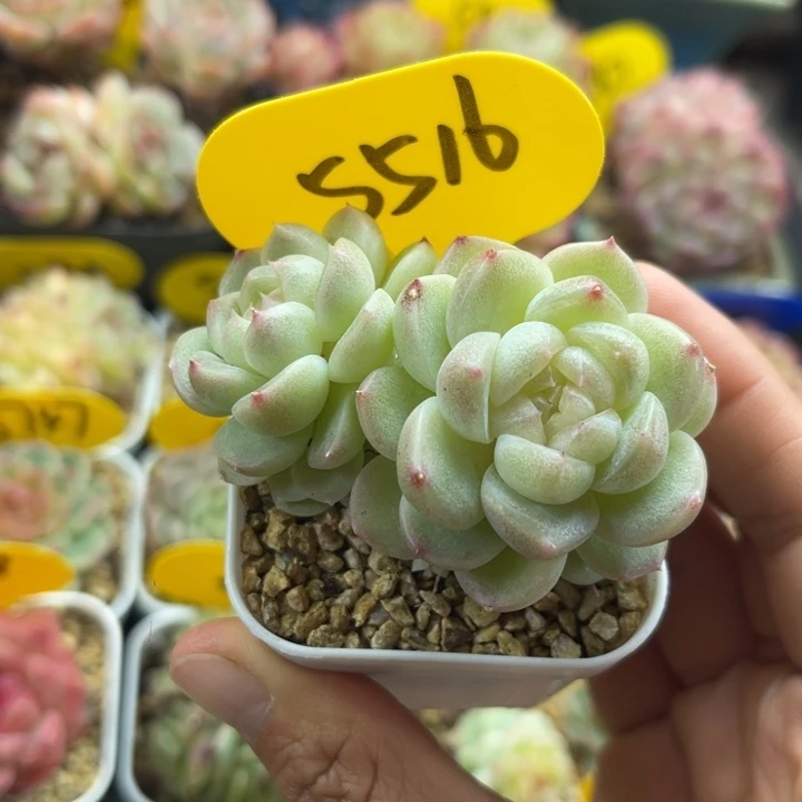 财富密码双头5516