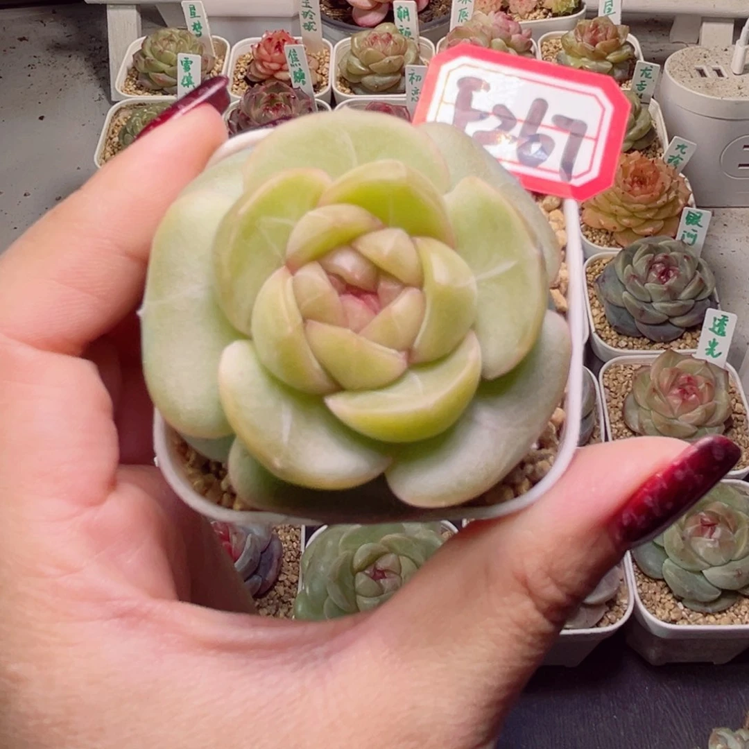 肉****?F267一物一拍 栀子