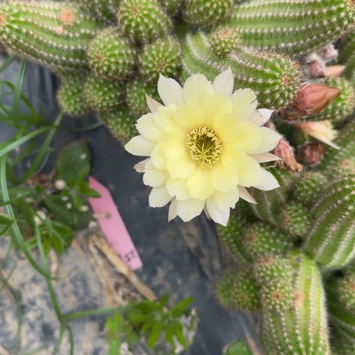 白檀仙人掌侧芽一个953