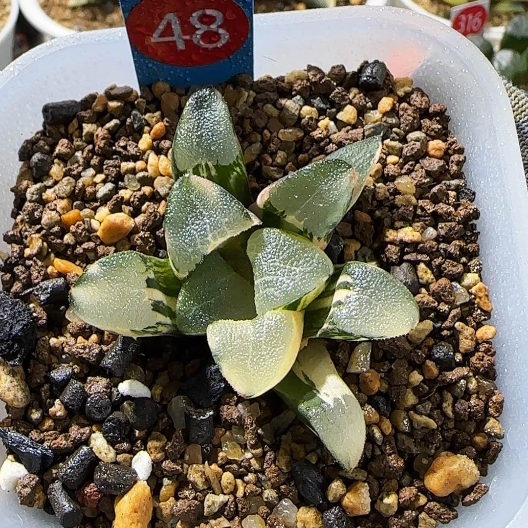 48号丸叶克锦 5.5 厘米左右一物一拍带盆发货