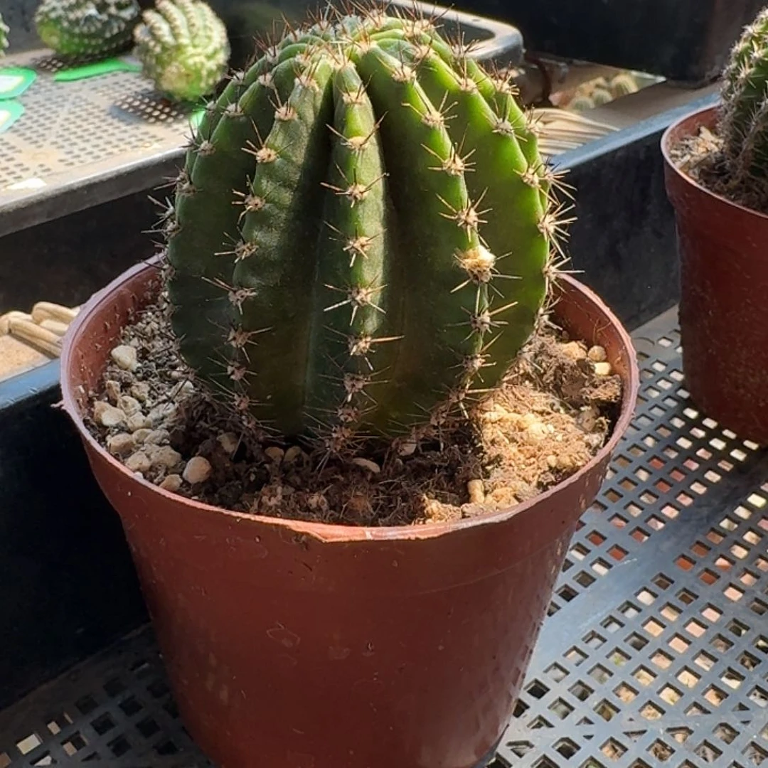 橙***宝黄白彩草一棵开花美