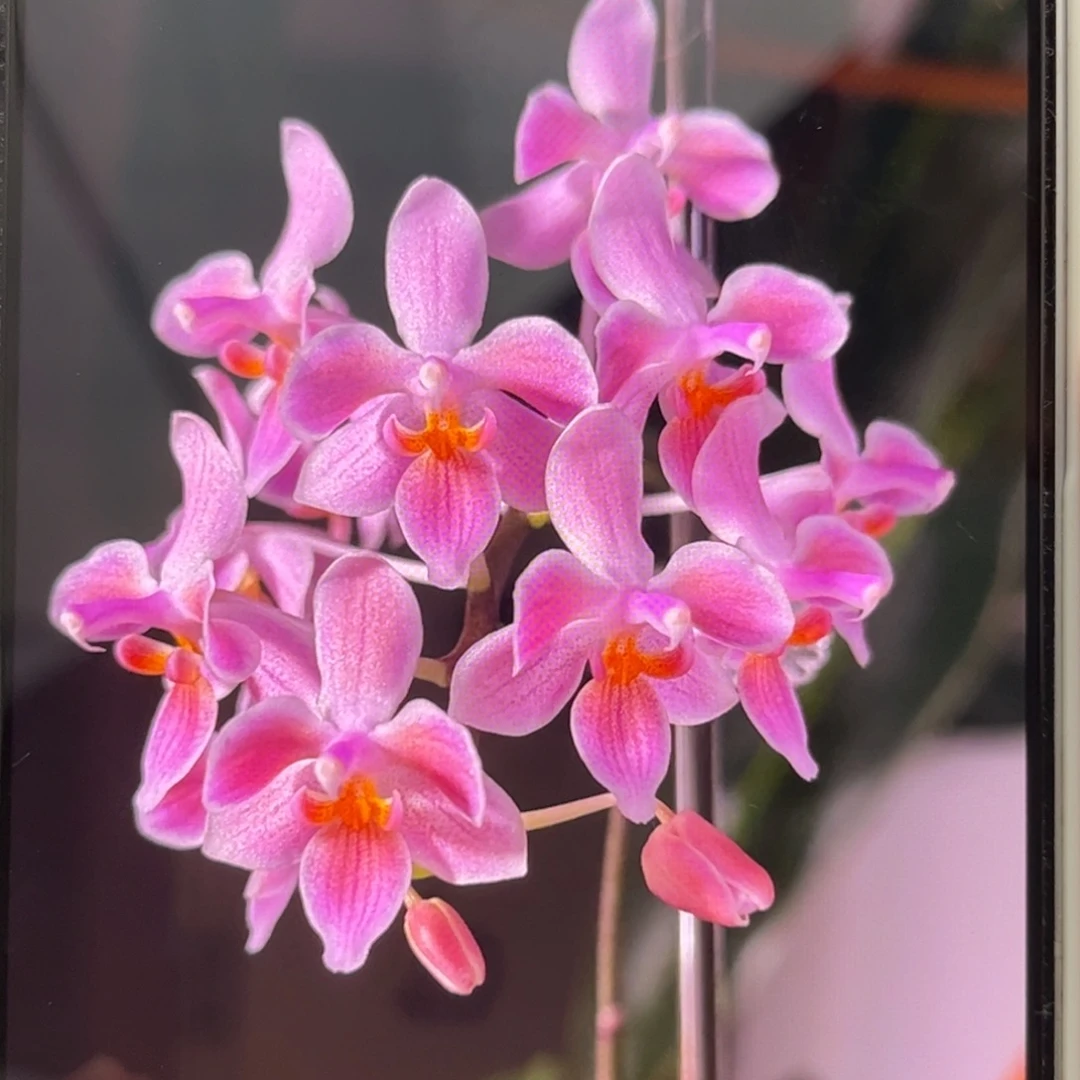 无花朵2.5寸eq交苏拉威西苗