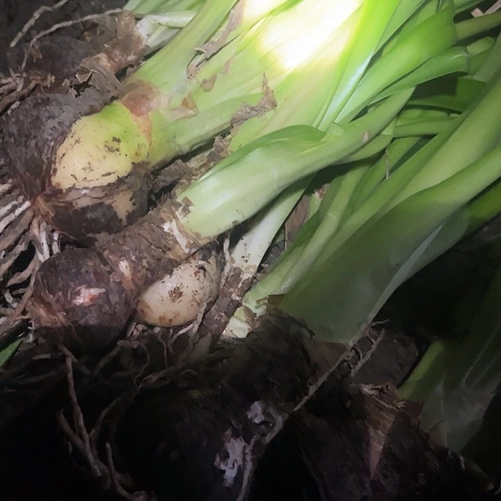 无花朵混球 一堆。不包单重瓣