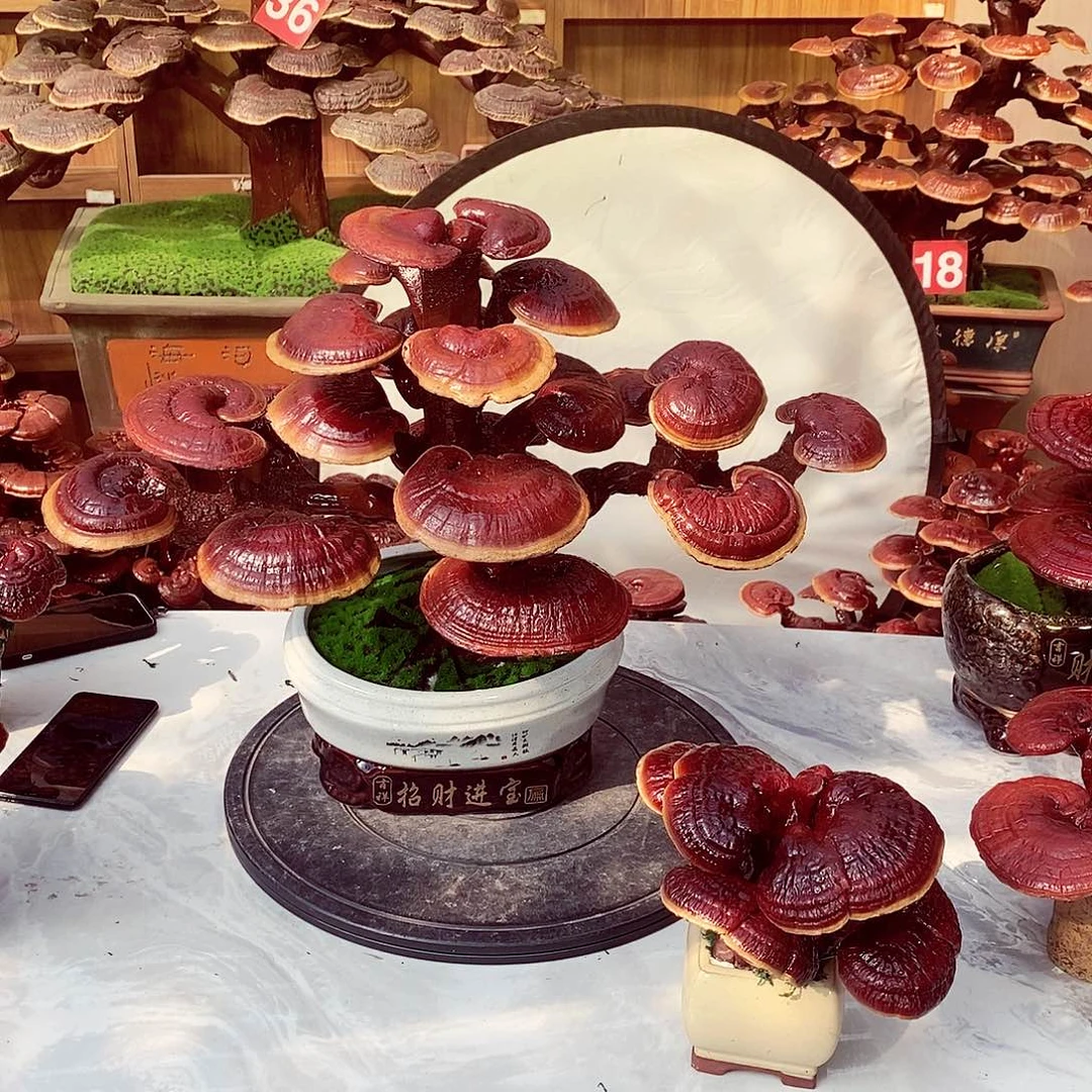 靖***无花朵发财树树开花啦我来分享