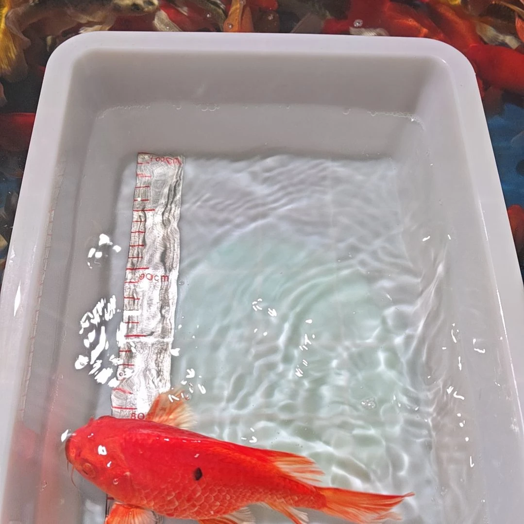 中国大陆冷水观赏鱼蝴蝶鲤