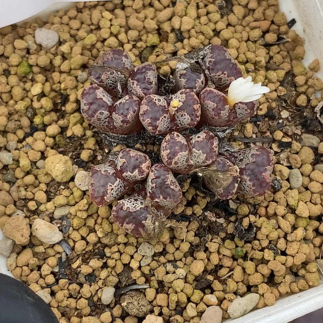 0915-11-超蝶福利。