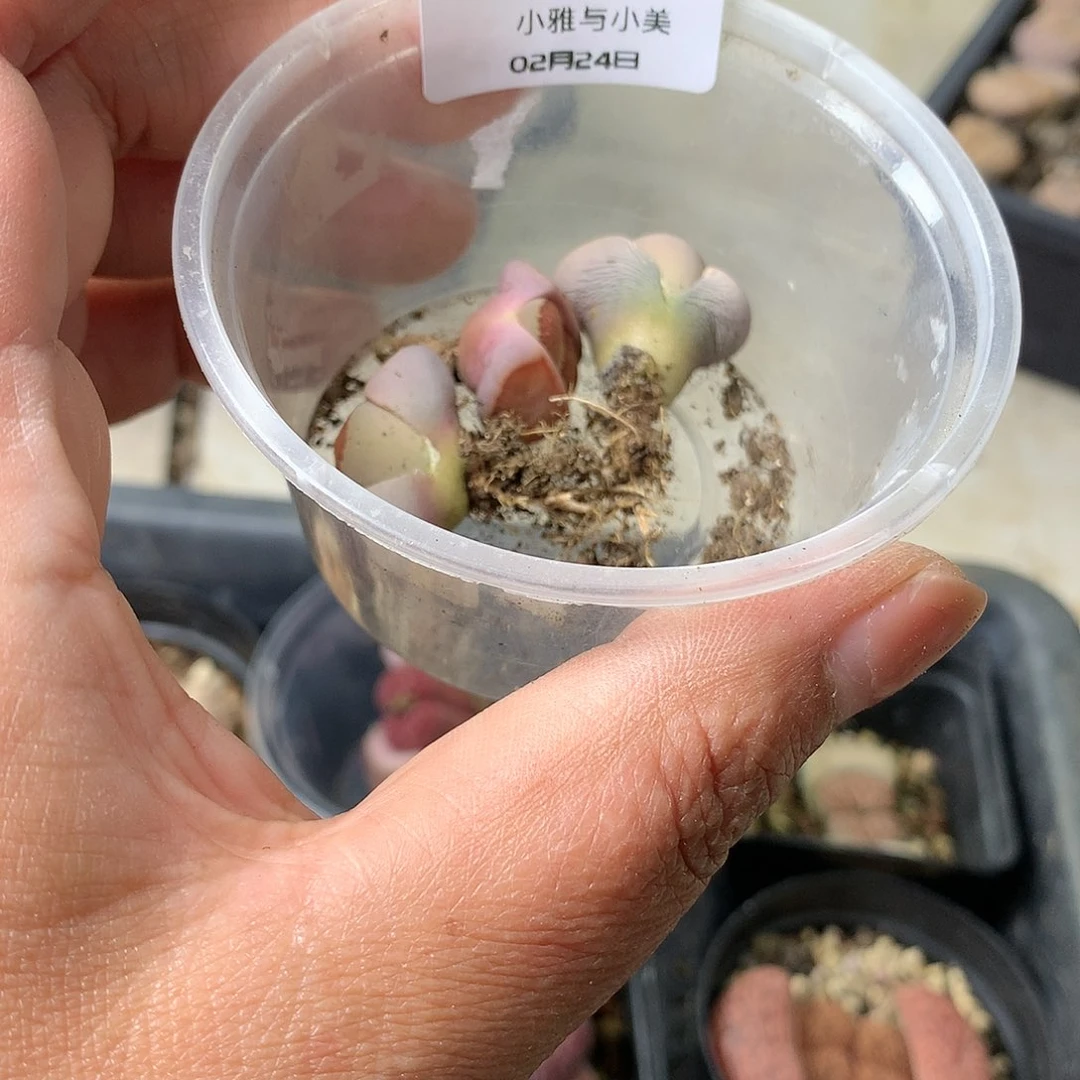 利*A150多肉植物保护研究所