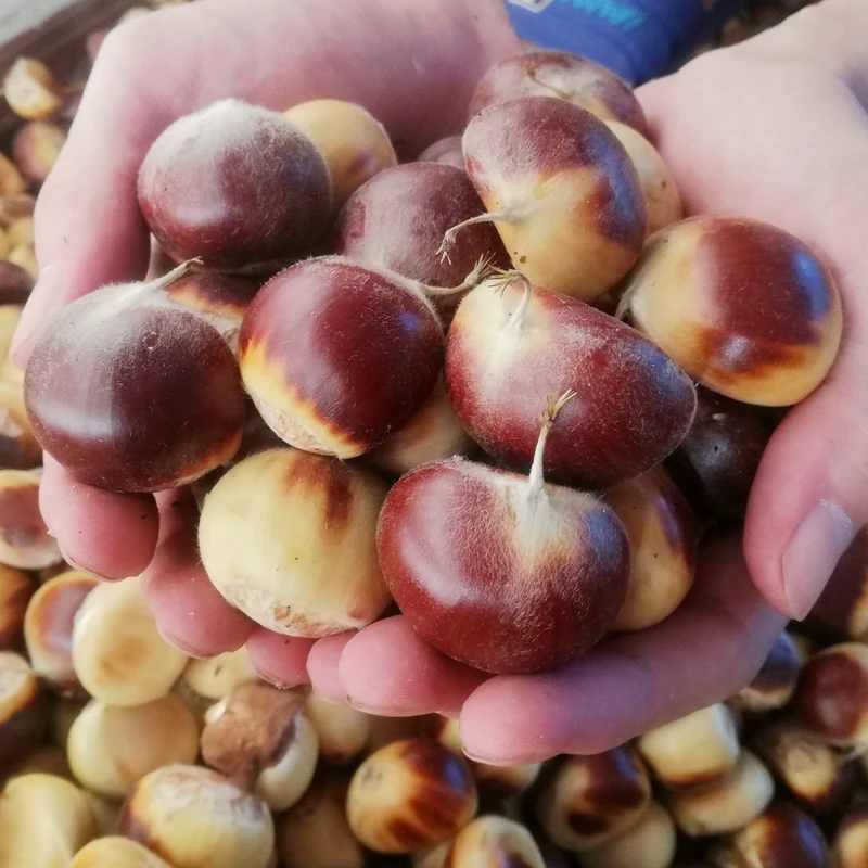 2025新鲜采摘带壳板栗栗子大别山深山老树板栗