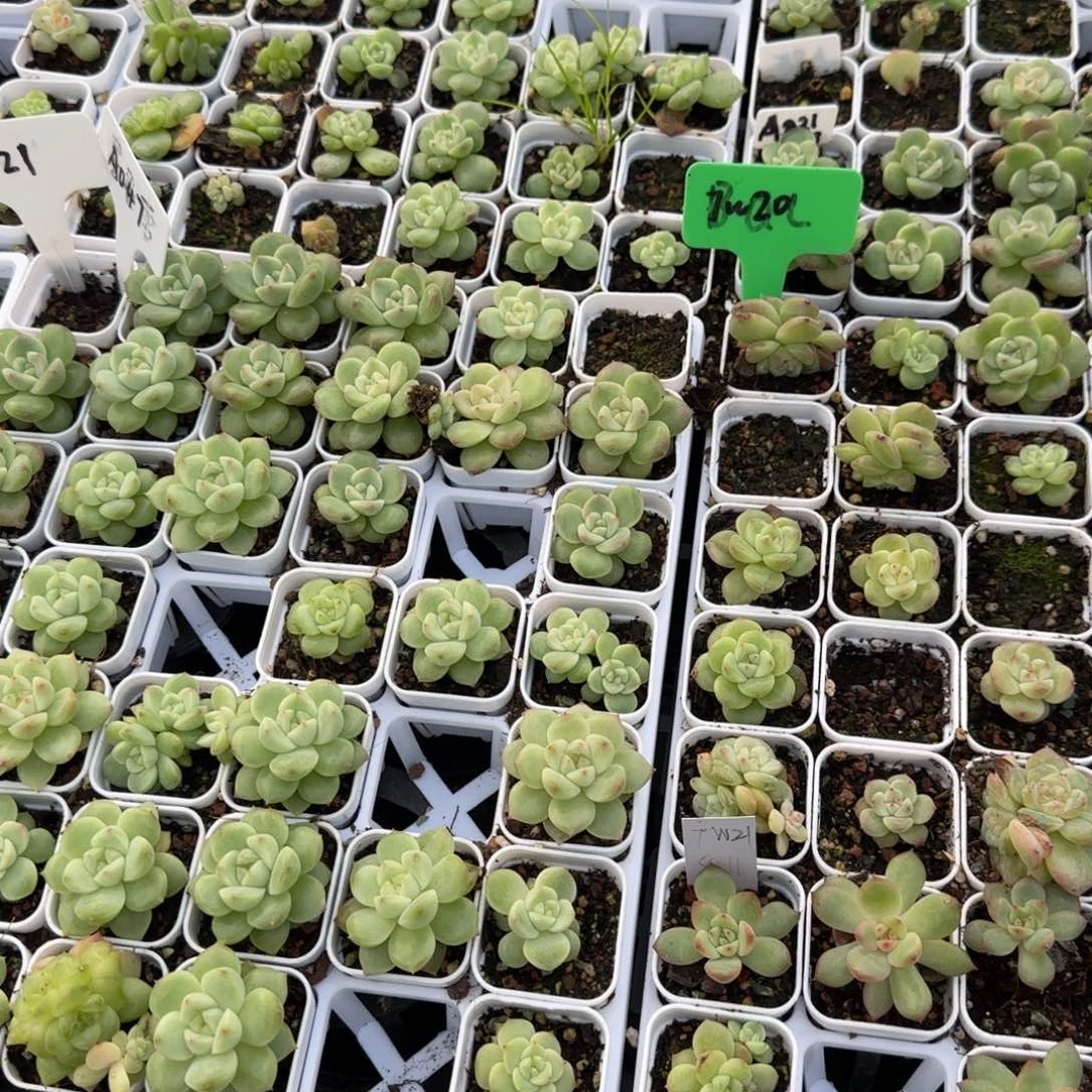 20个遥遥珍妮叶子满25包邮