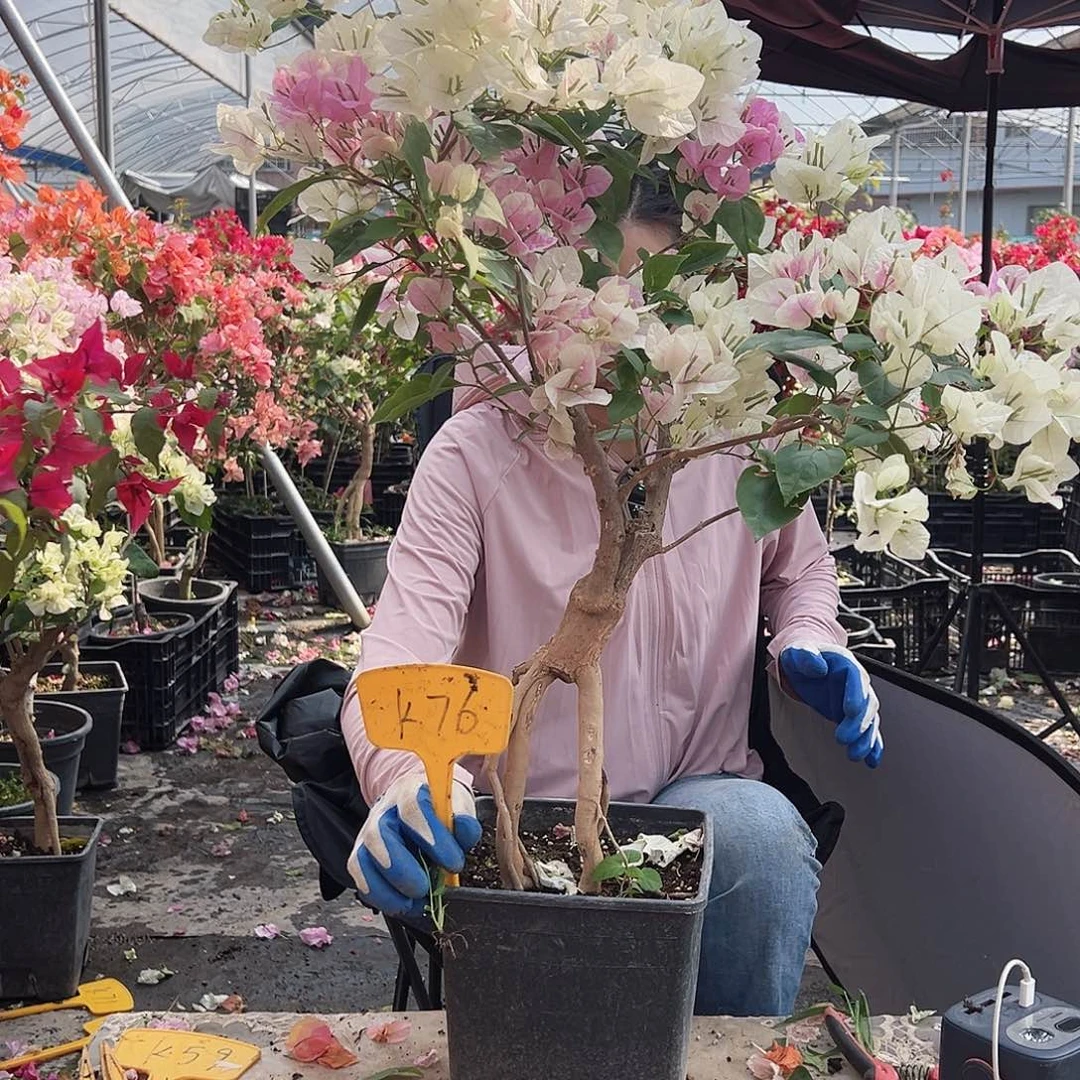 静***流大部分花苞少量开放K76广红樱