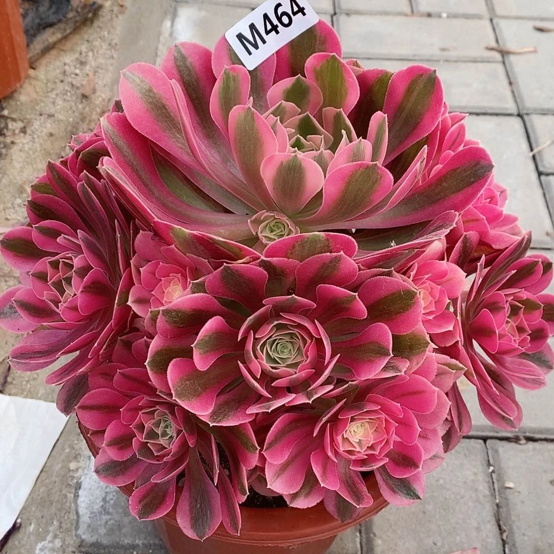 464女巫555555555555