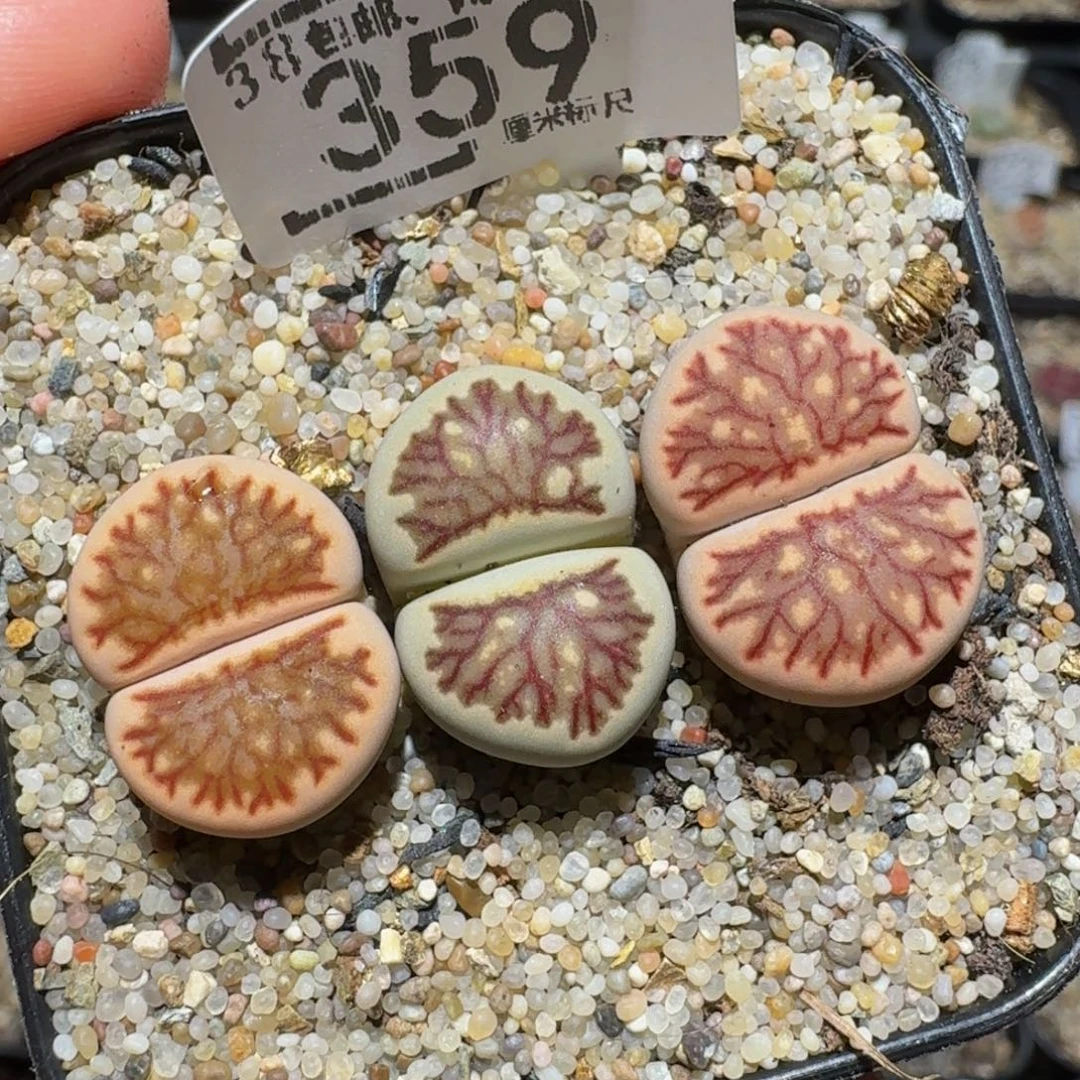 zzzz生石花肉锥359