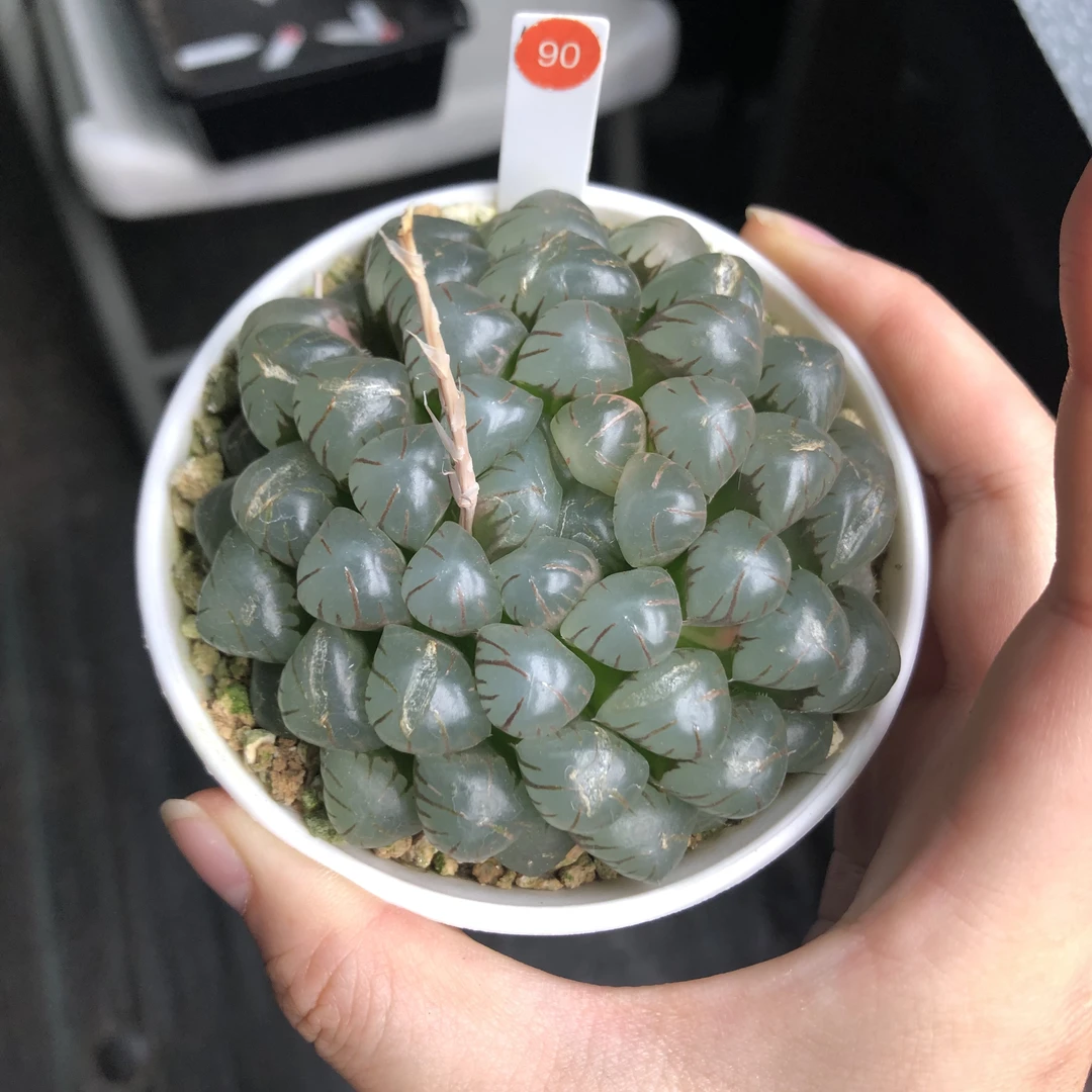 小蔡的菜园西瓜冰灯90
