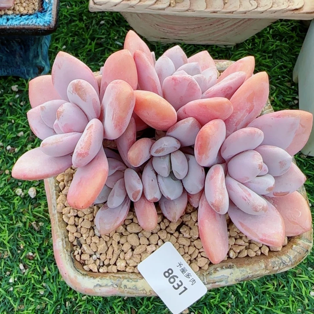 粉兔群，8631多肉植物