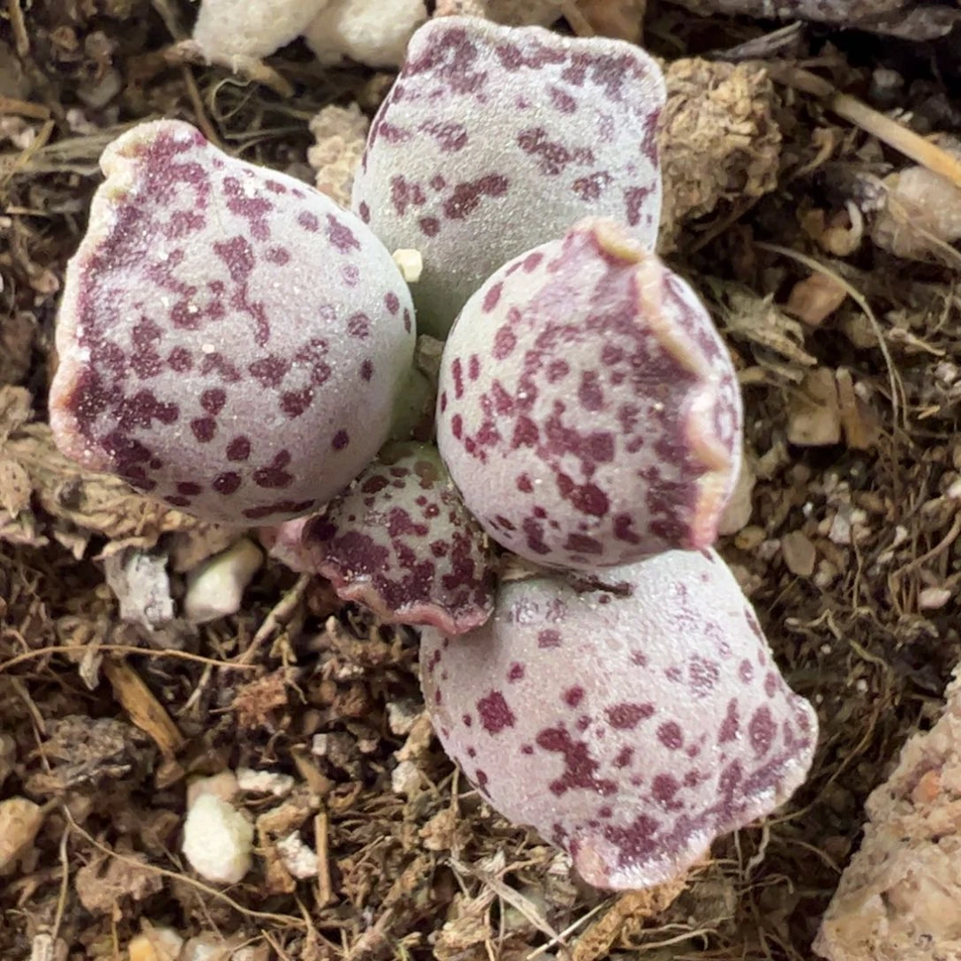 达摩海豹小型种多肉植物水泡