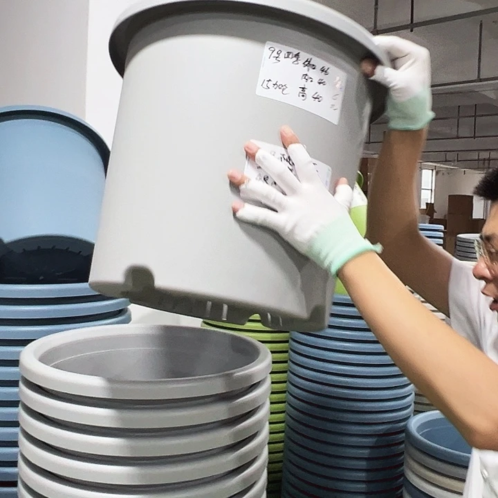 特价9号四季口46高40果绿无托4只