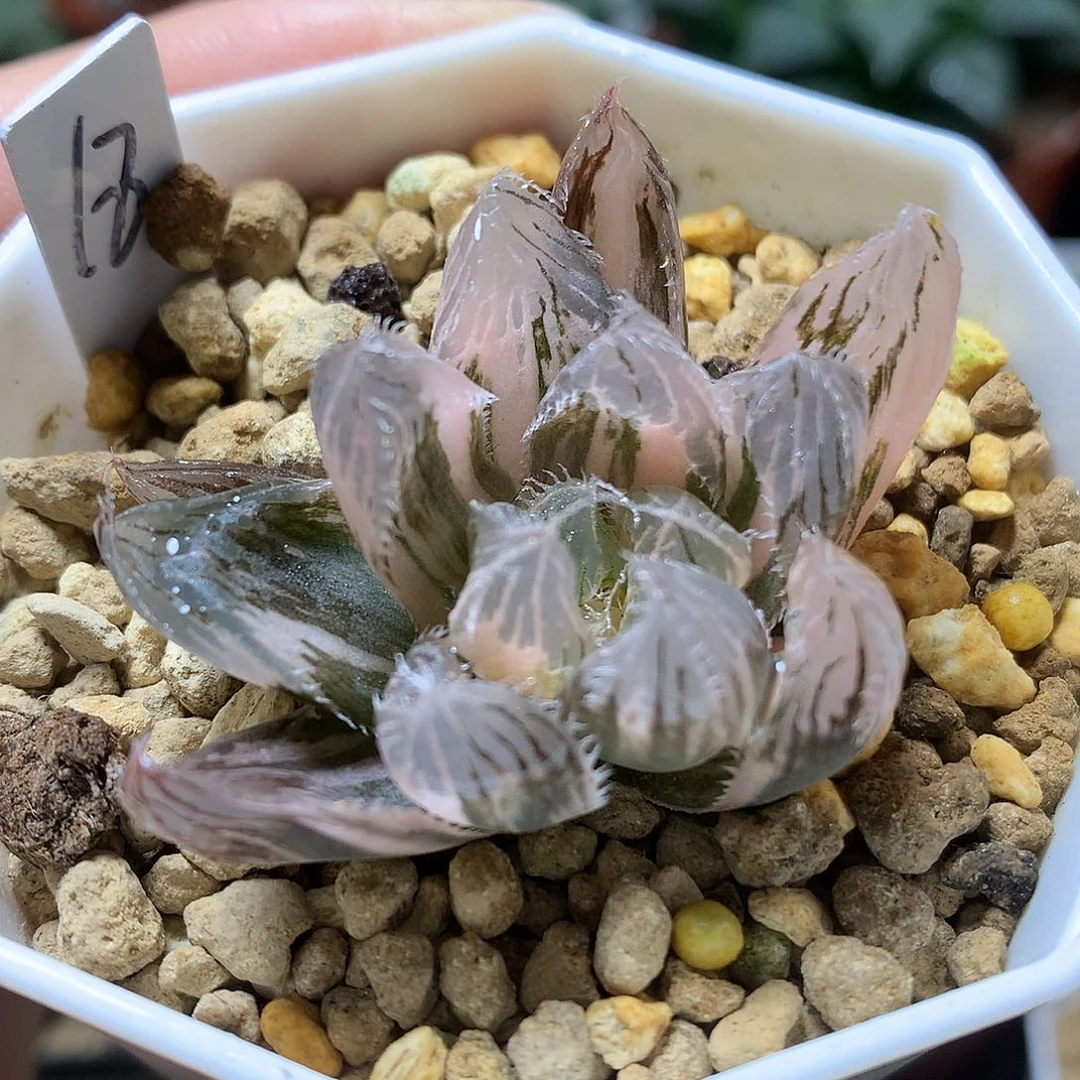 大魔王玉露锦带盆土